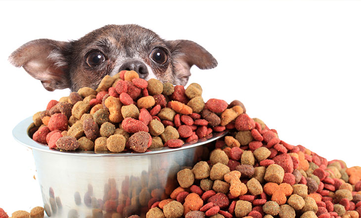 Cão e muita ração